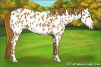 Horse Color:Chestnut Frame Appaloosa
