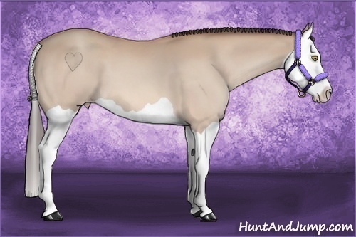 Horse Color:Amber Champagne Splash 