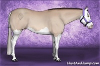 Horse Color:Amber Champagne Splash 
