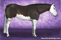 Horse Color:Gray Brown Splash