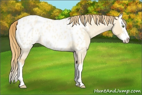 Horse Color:Gold Champagne Roan Dun Splash Appaloosa Rabicano