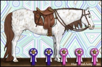 Horse Color:Amber Champagne Dun Splash Appaloosa 