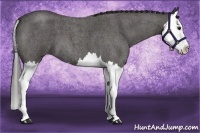 Horse Color:Smoky Blue Roan Splash
