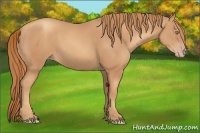 Horse Color:Gold Champagne  and Gold Champagne 