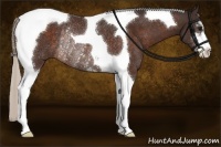Horse Color:Silver Brown Sabino Tobiano Rabicano