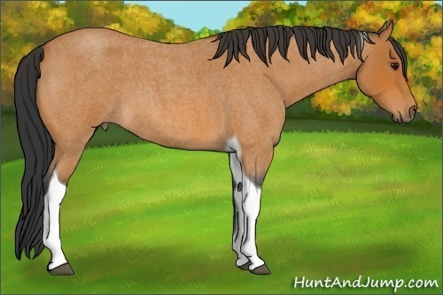 Horse Color:Bay Roan Tobiano