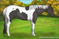 Horse Color:Smoky Black Tobiano 