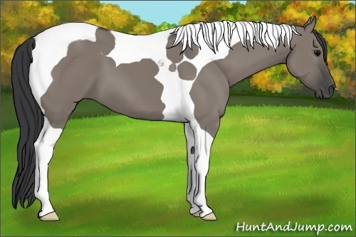 Horse Color:Grullo Tobiano
