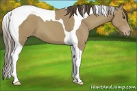 Horse Color:Classic Champagne Tobiano 