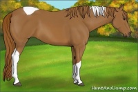 Horse Color:Chestnut Tobiano