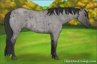 Horse Color:Grullo Roan 