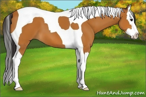 Horse Color:Bay Splash Tobiano