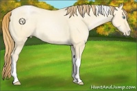 Horse Color:Buckskin Pearl Dun Tobiano