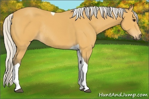 Horse Color:Silver Buckskin Tobiano Rabicano