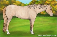 Horse Color:Gold Champagne Roan  and Gold Champagne Roan 