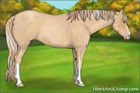Horse Color:Gold Champagne Roan  and Gold Cream Champagne Roan 