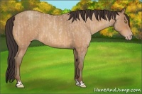 Horse Color:Amber Champagne Roan and Amber Champagne Roan
