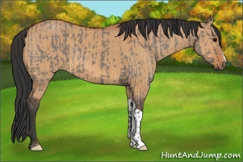 Horse Color:Grullo  and Bay Dun 