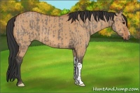 Horse Color:Grullo  and Bay Dun 