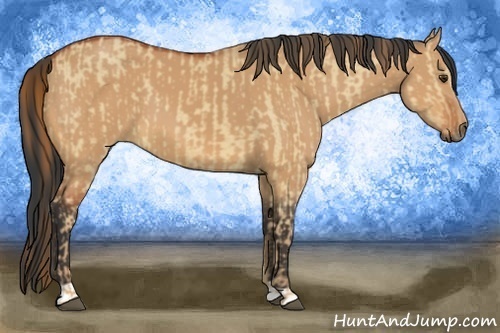 Horse Color:Red Dun and Bay Dun