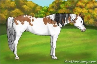 Horse Color:White Spotted Bay Splash