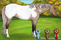 Horse Color:Gray Silver Bay Roan Dun Appaloosa