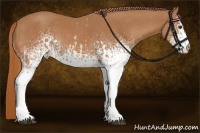 Horse Color:White Spotted Chestnut  and White Spotted Chestnut 