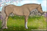 Horse Color:Palomino  and Palomino Rabicano 