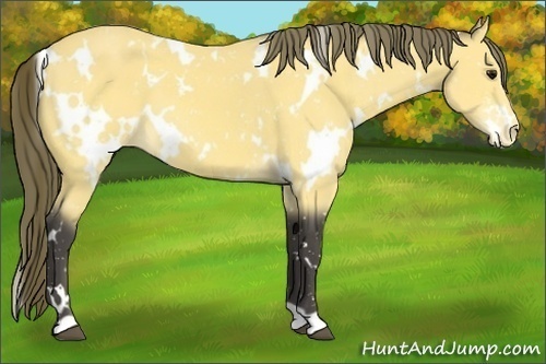 Horse Color:White Spotted Buckskin Appaloosa 