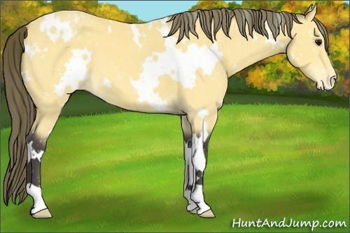 Horse Color:White Spotted Buckskin Appaloosa 