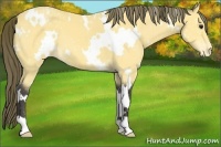 Horse Color:White Spotted Buckskin Appaloosa 