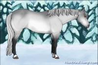 Horse Color:Silver Bay Chinchilla 