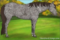 Horse Color:Liver Chestnut Ice 