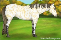 Horse Color:Buckskin Appaloosa