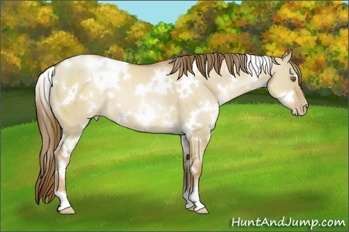 Horse Color:White Spotted Liver Red Dun Pearl 
