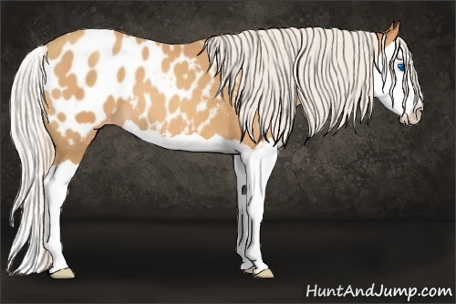 Horse Color:Silver Amber Champagne Splash Appaloosa 