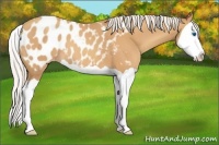 Horse Color:Silver Amber Champagne Splash Appaloosa 