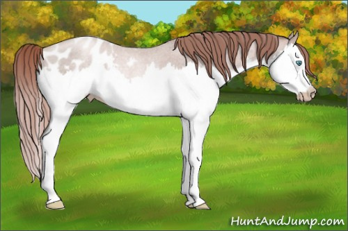 Horse Color:Gray Perlino Roan Splash Appaloosa Rabicano 