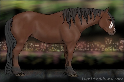 Horse Color:Bay and Bay