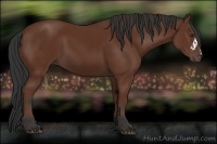 Horse Color:Bay  and Bay 