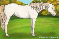 Horse Color:Buckskin Roan Pearl 