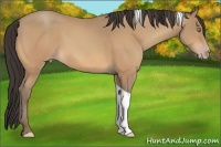 Horse Color:Amber Champagne Tobiano