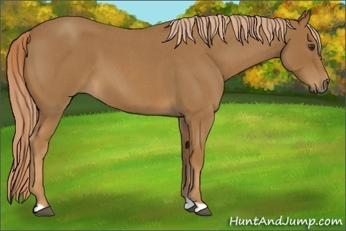Horse Color:Red Roan 
