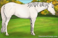 Horse Color:Gold Cream Champagne Pearl 