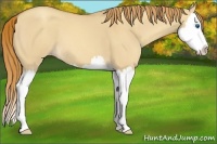Horse Color:Gold Champagne Dun Splash 