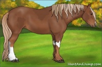 Horse Color:Chestnut and Chestnut
