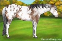 Horse Color:White Spotted Bay Roan Appaloosa