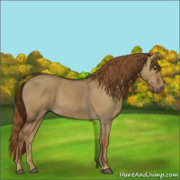 Horse Color:Red Dun 