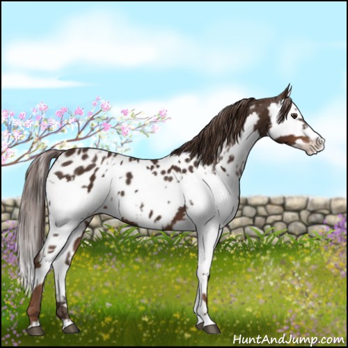 Horse Color:Liver Chestnut Sabino Splash Near Leopard and Liver Chestnut Sabino Splash Near Leopard
