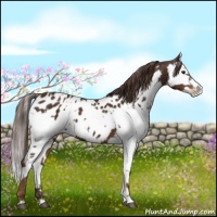 Horse Color:Liver Chestnut Sabino Splash Near Leopard  and Liver Chestnut Sabino Splash Near Leopard 